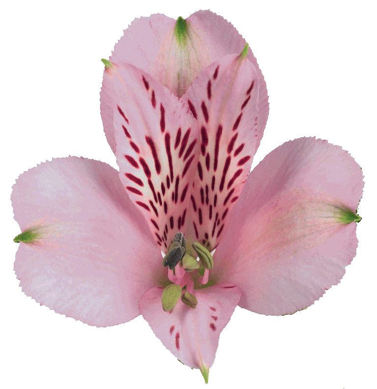 Pink Floyd | Tesselaar Alstroemeria